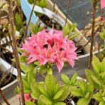 Azalka veľkokvetá (Azalea Mollis) ´HOMEBUSH´ - výška 40-60 cm, kont. C3L